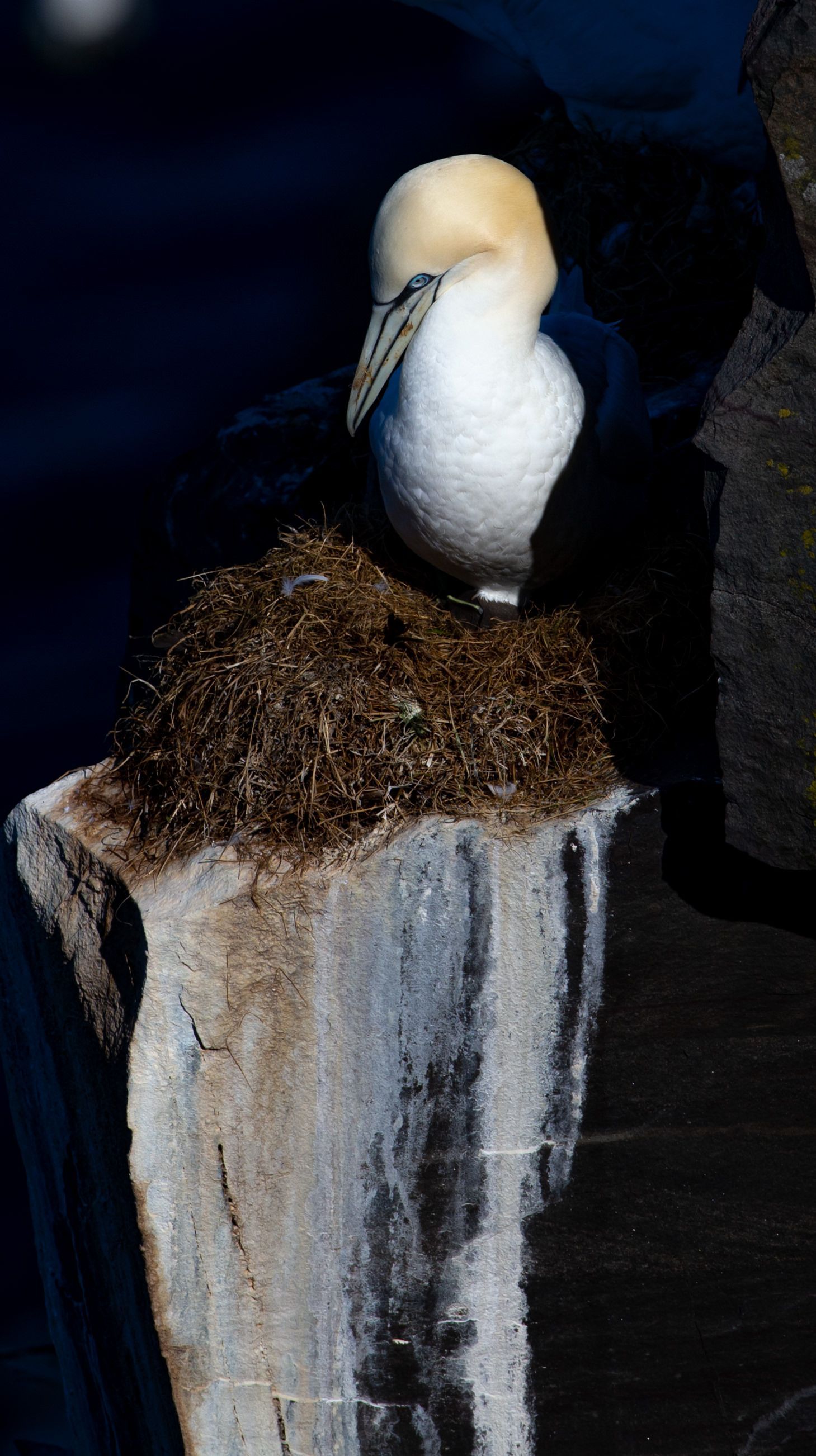 A bird is sitting on top of a rock next to a nest.
