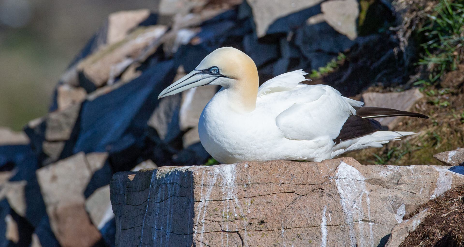 A white and yellow bird is sitting on a rock.
