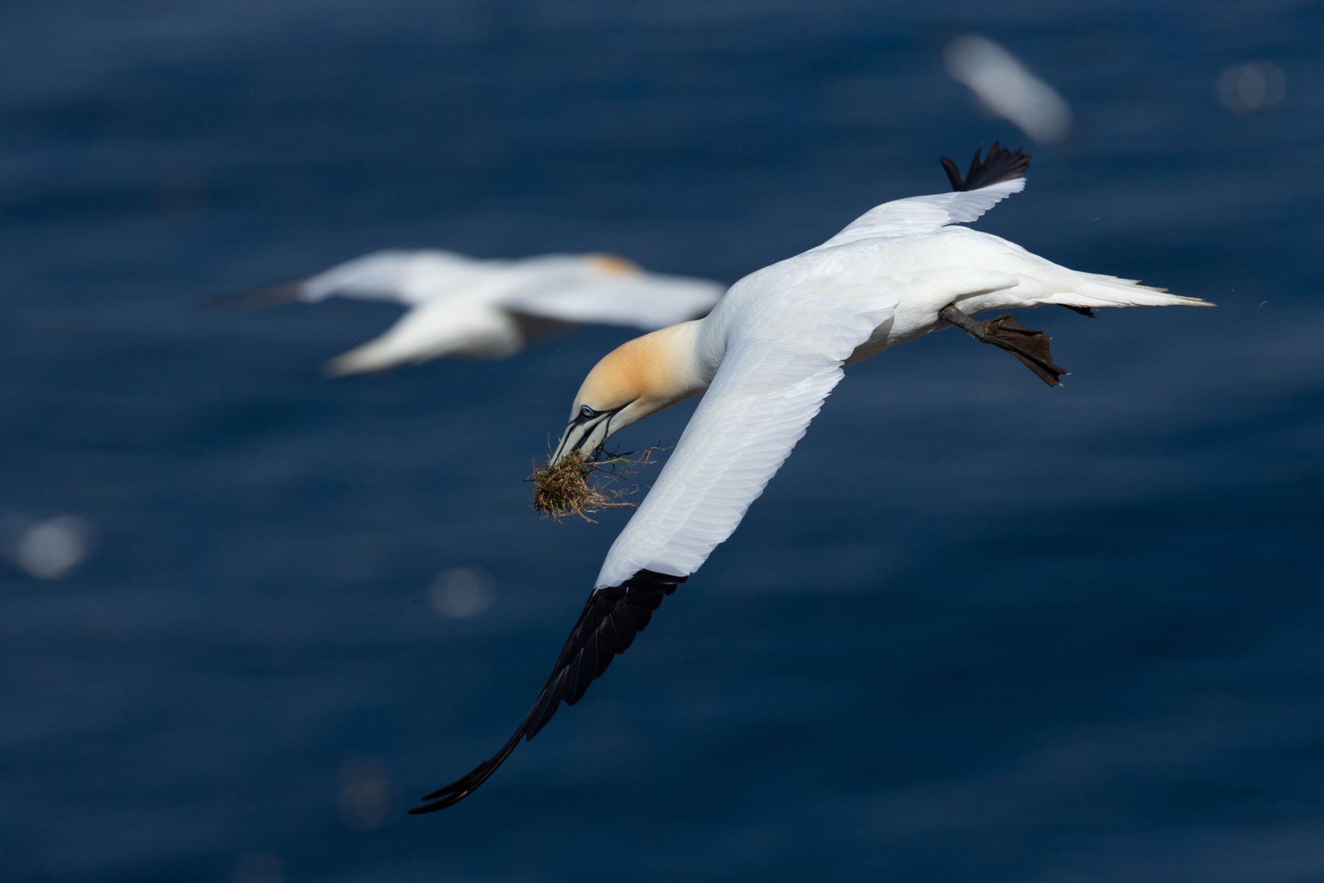 A bird with a long beak is flying over the ocean