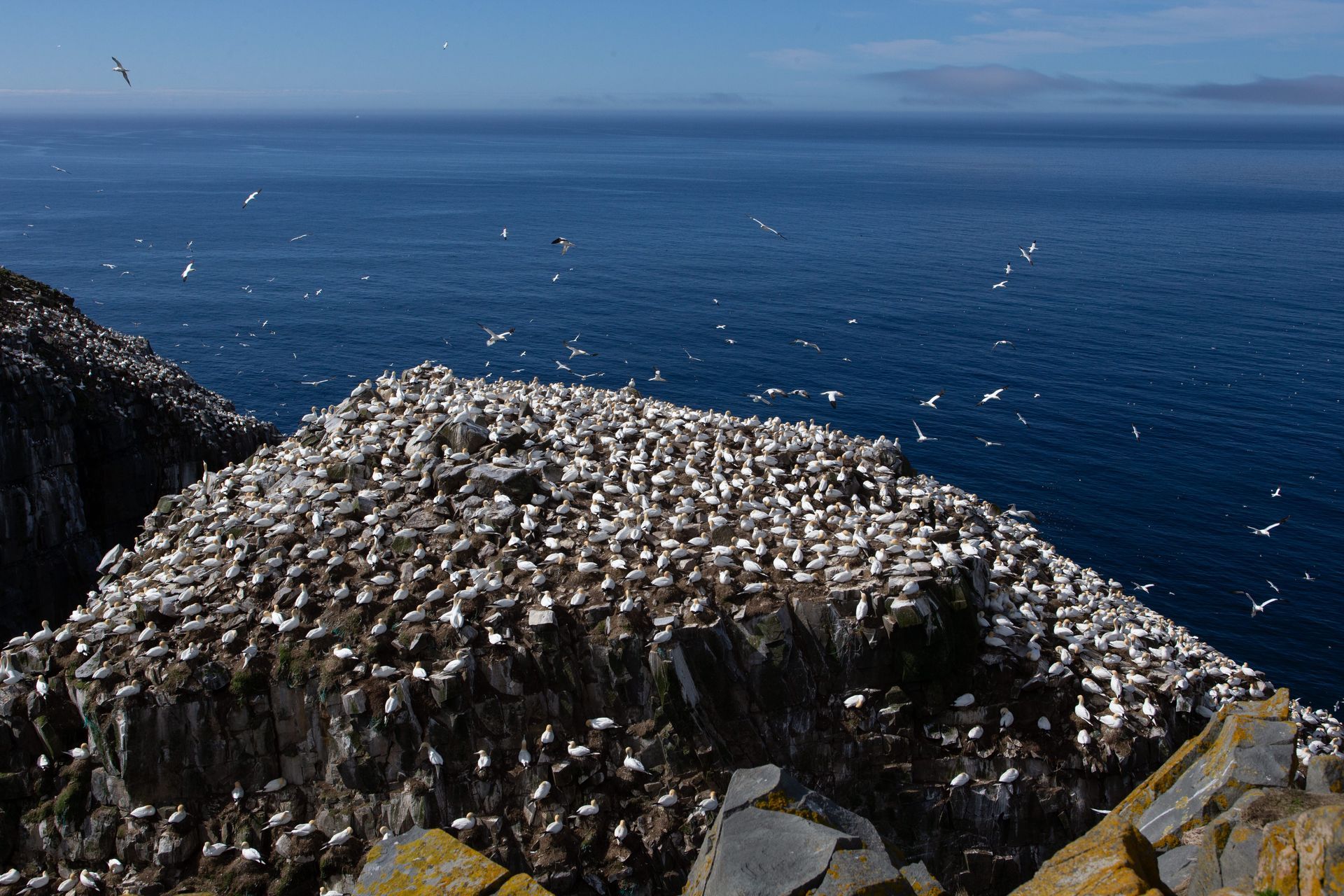 A large flock of birds are sitting on top of a rocky cliff overlooking the ocean.