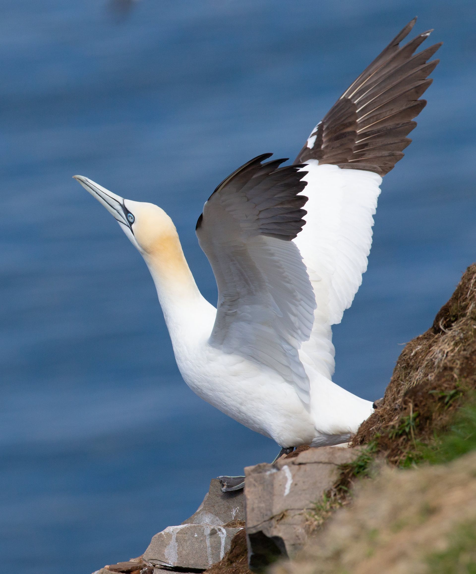 A white bird with a yellow beak is standing on a rock near the ocean