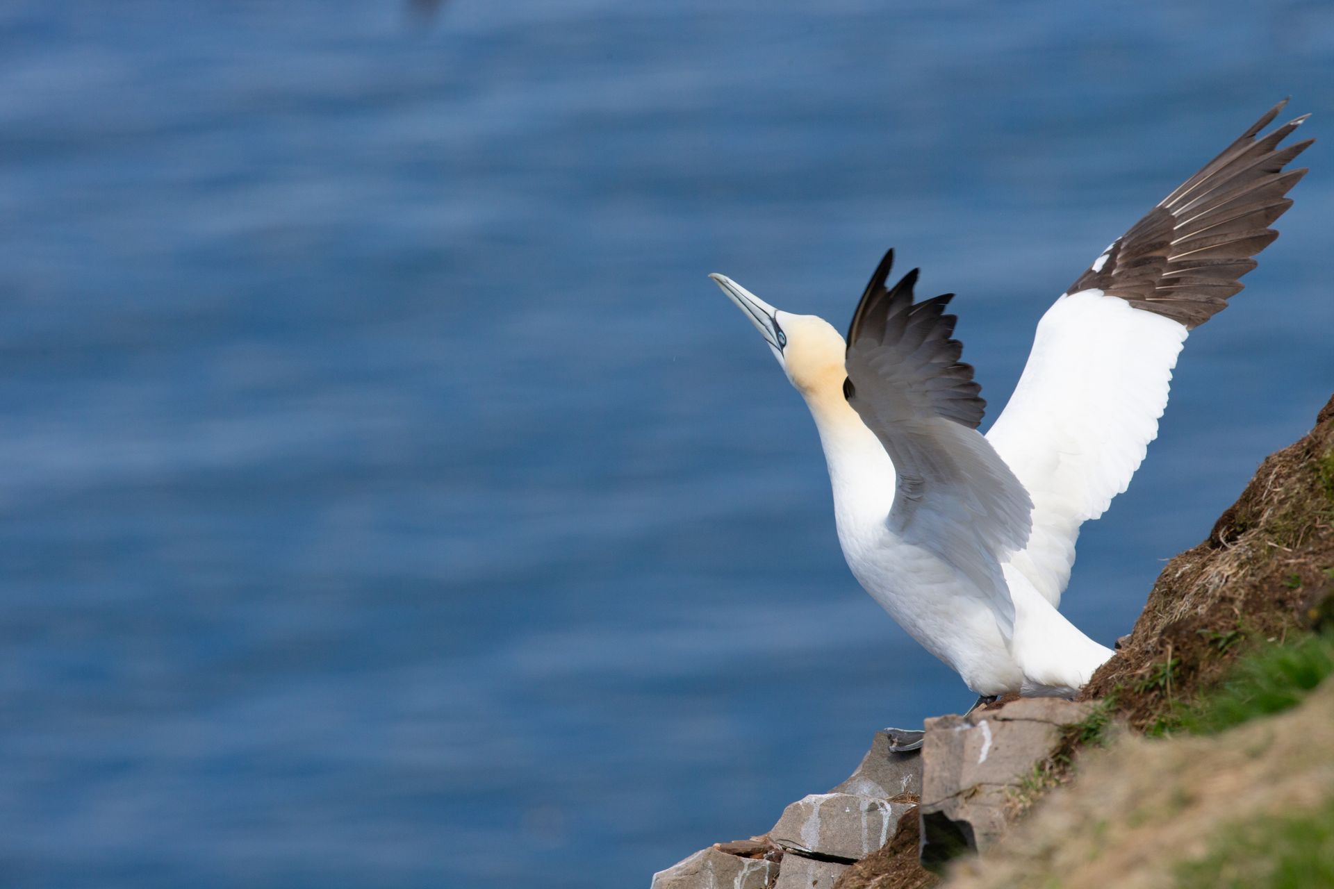 A bird is standing on a rock near the ocean with its wings outstretched