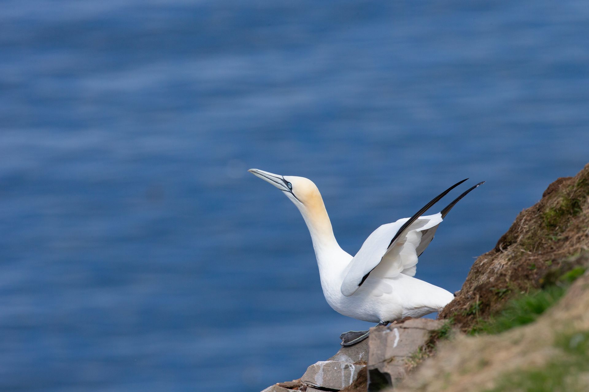 A white bird is perched on a rock near the ocean.