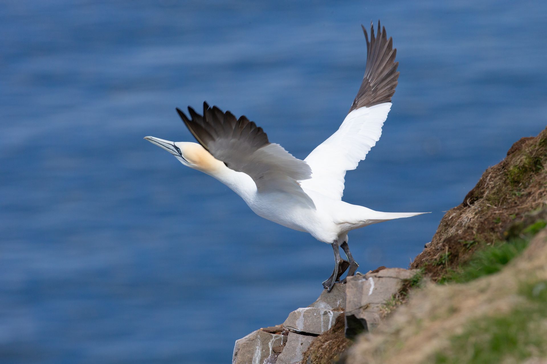 A white bird is standing on a rock near the ocean.
