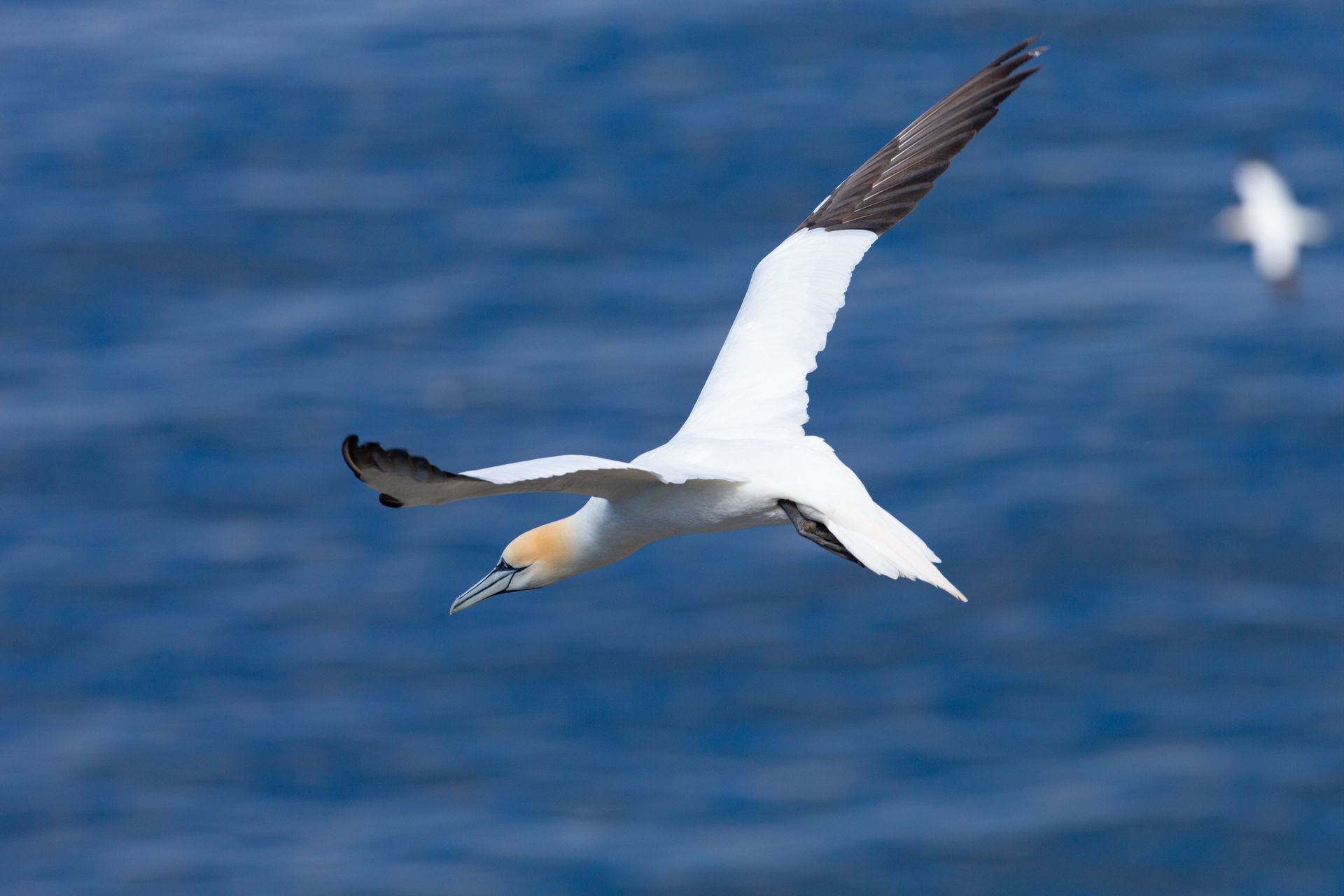 A seagull is flying over a body of water