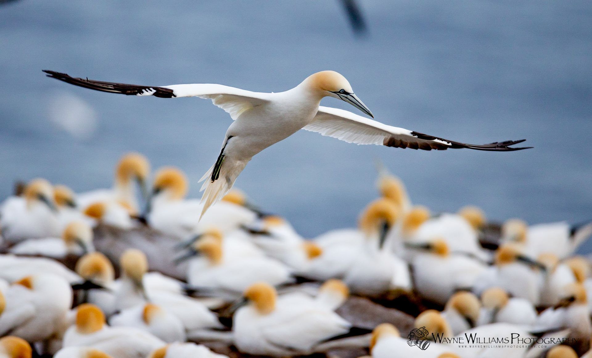 A bird is flying over a flock of birds