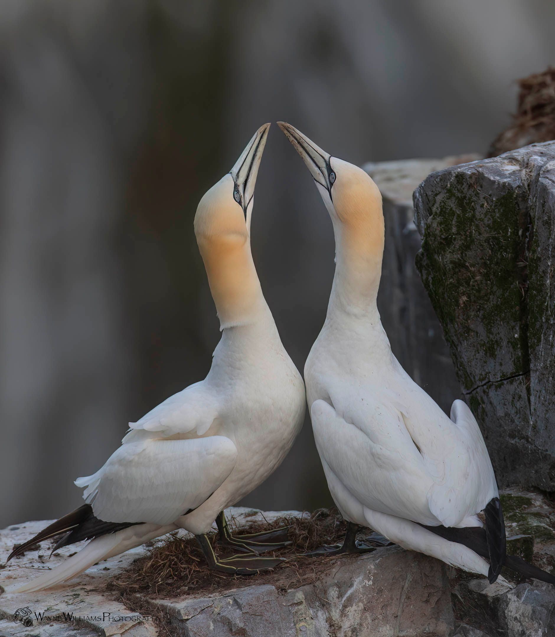 A white pelican with a yellow beak is sitting on a rock.
