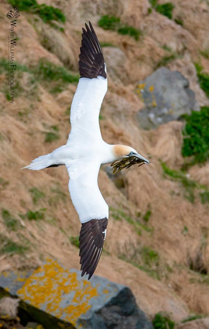 A white and brown bird is flying over a rocky cliff.
