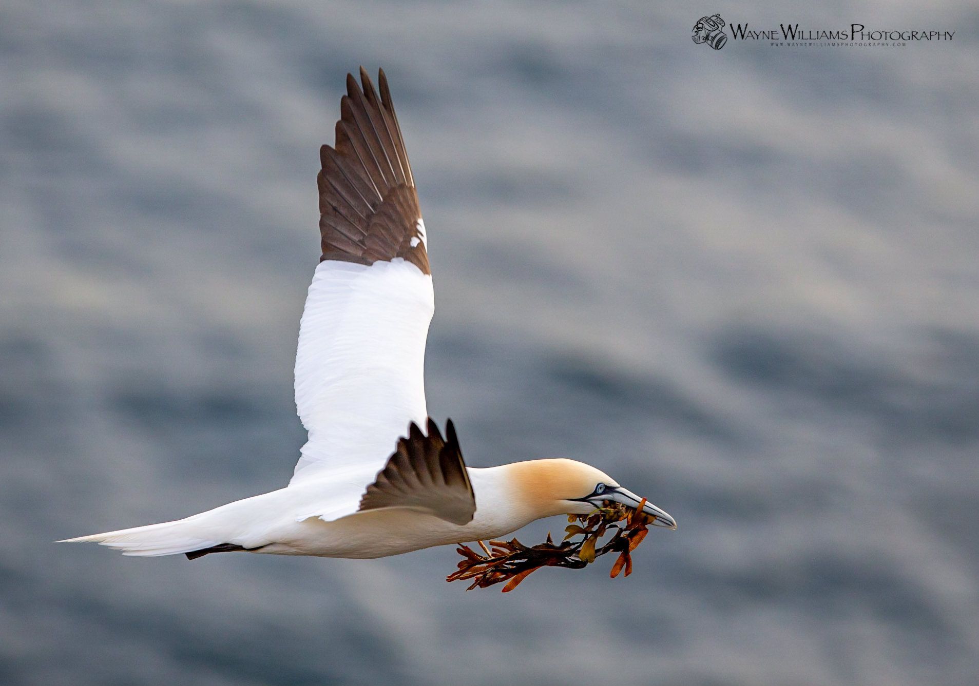 A white and brown bird is flying over a body of water