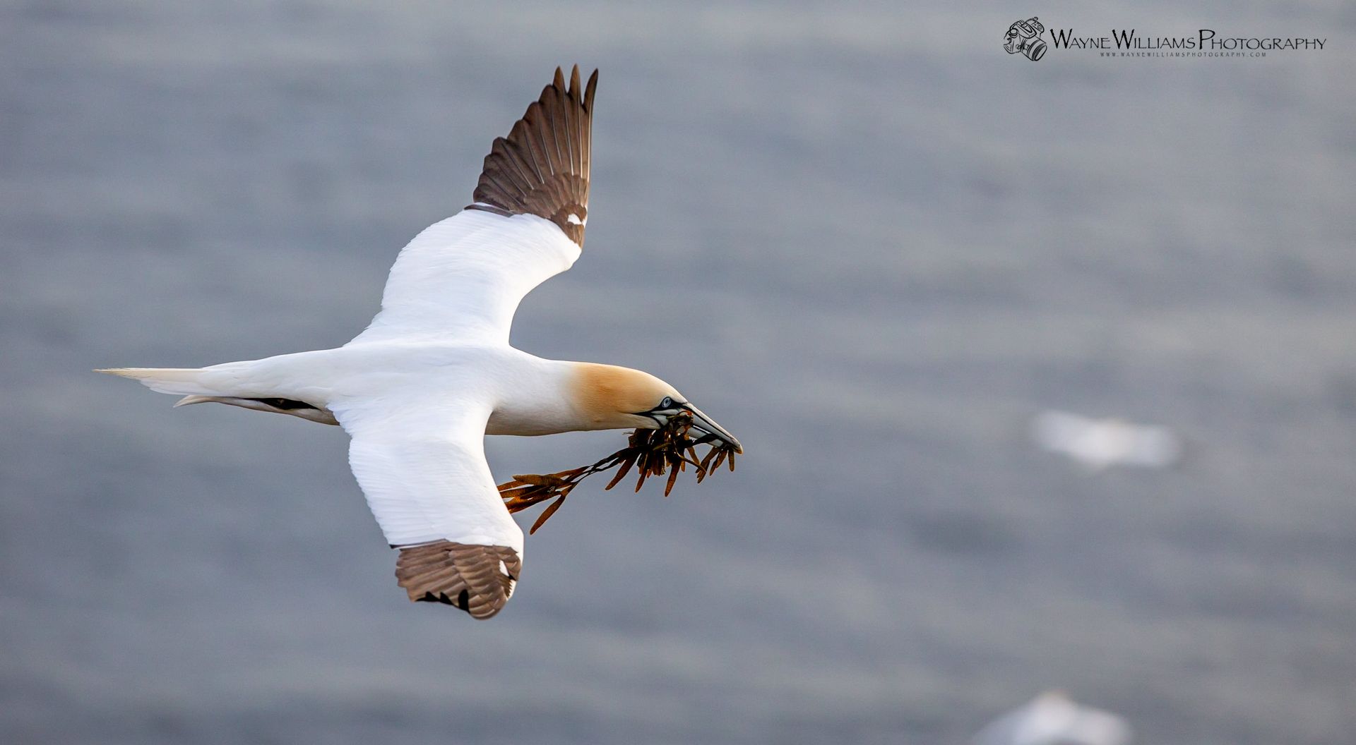 A bird is flying over the ocean with a fish in its beak.