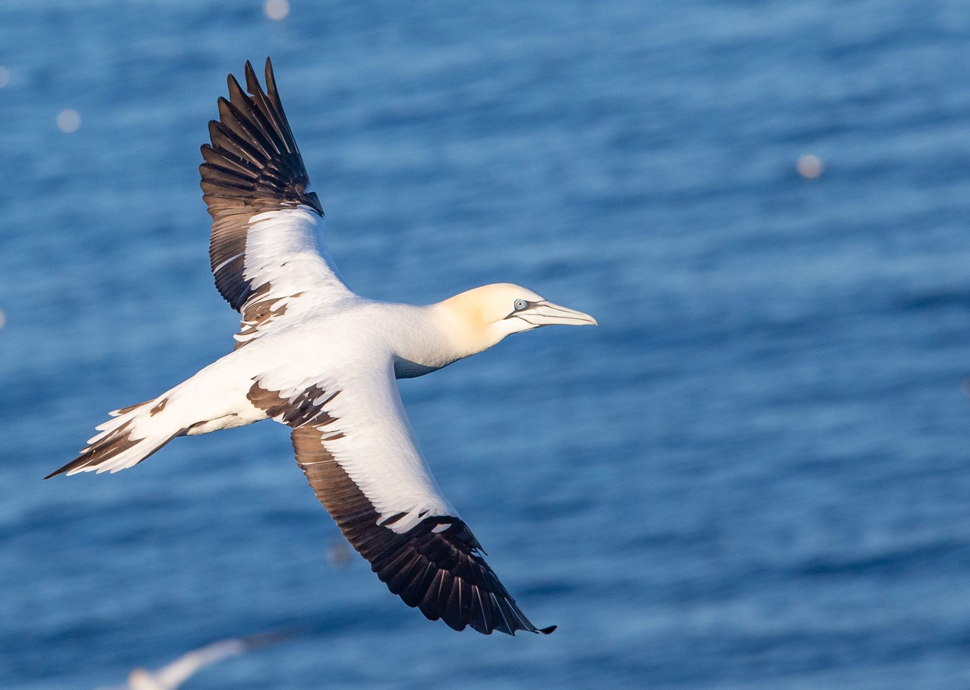 A white and black bird is flying over the ocean