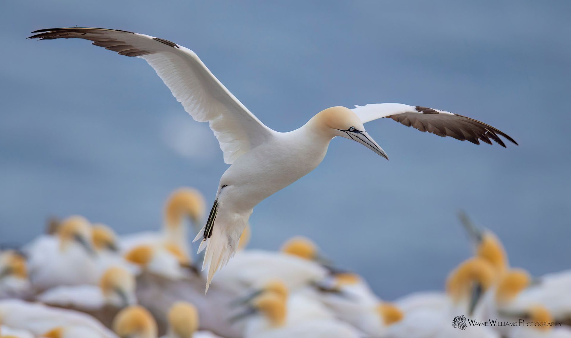 A seagull is flying over a flock of seagulls