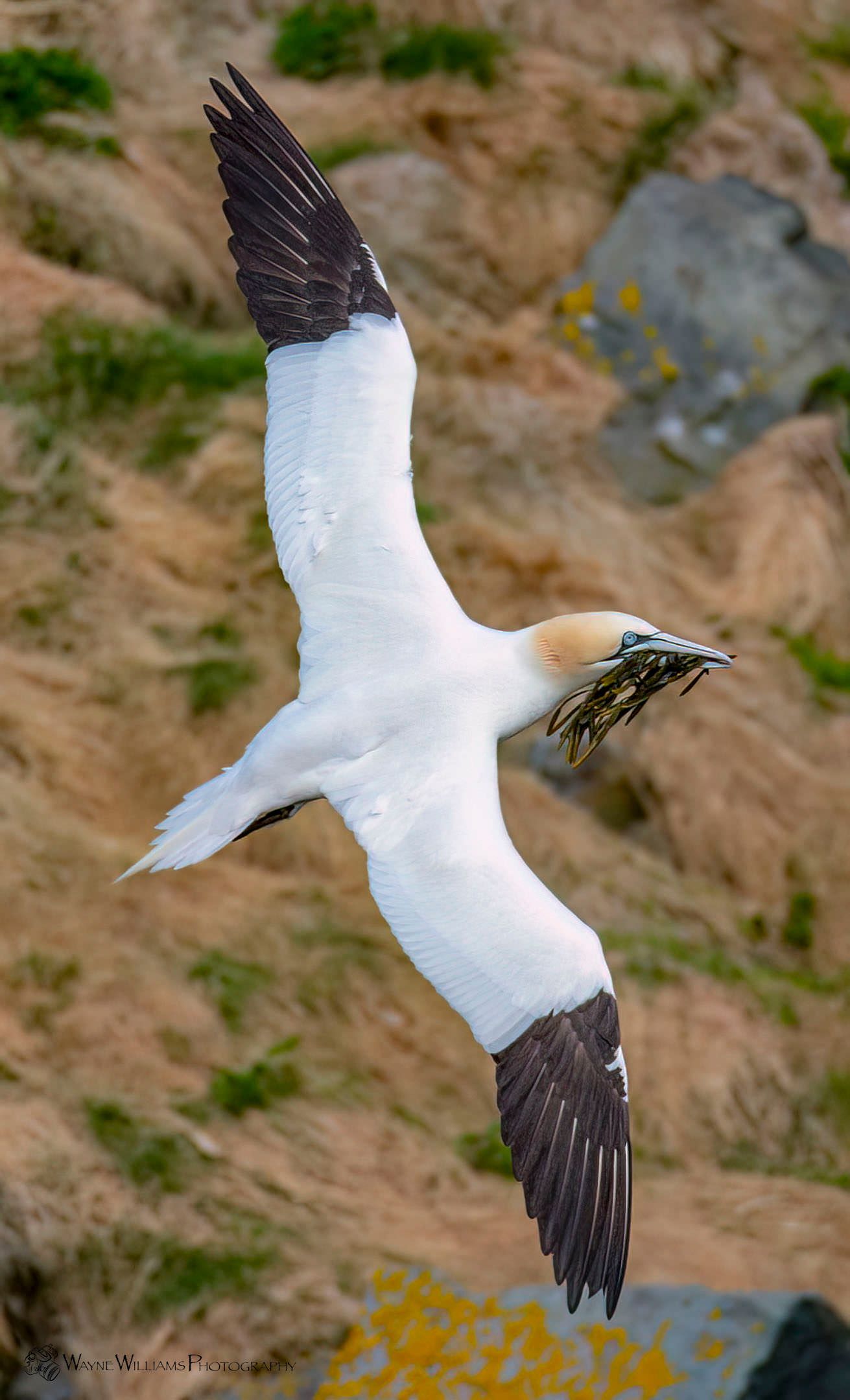 A white and brown bird is flying in the air.
