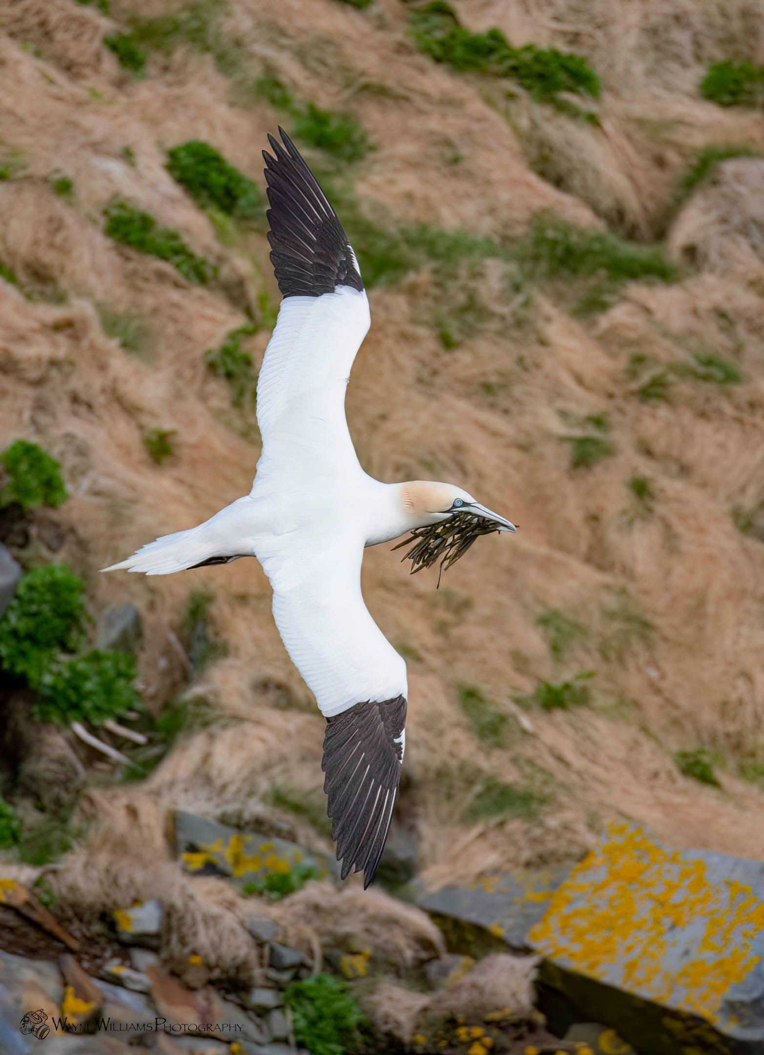 A white and black bird is flying over a rocky area.