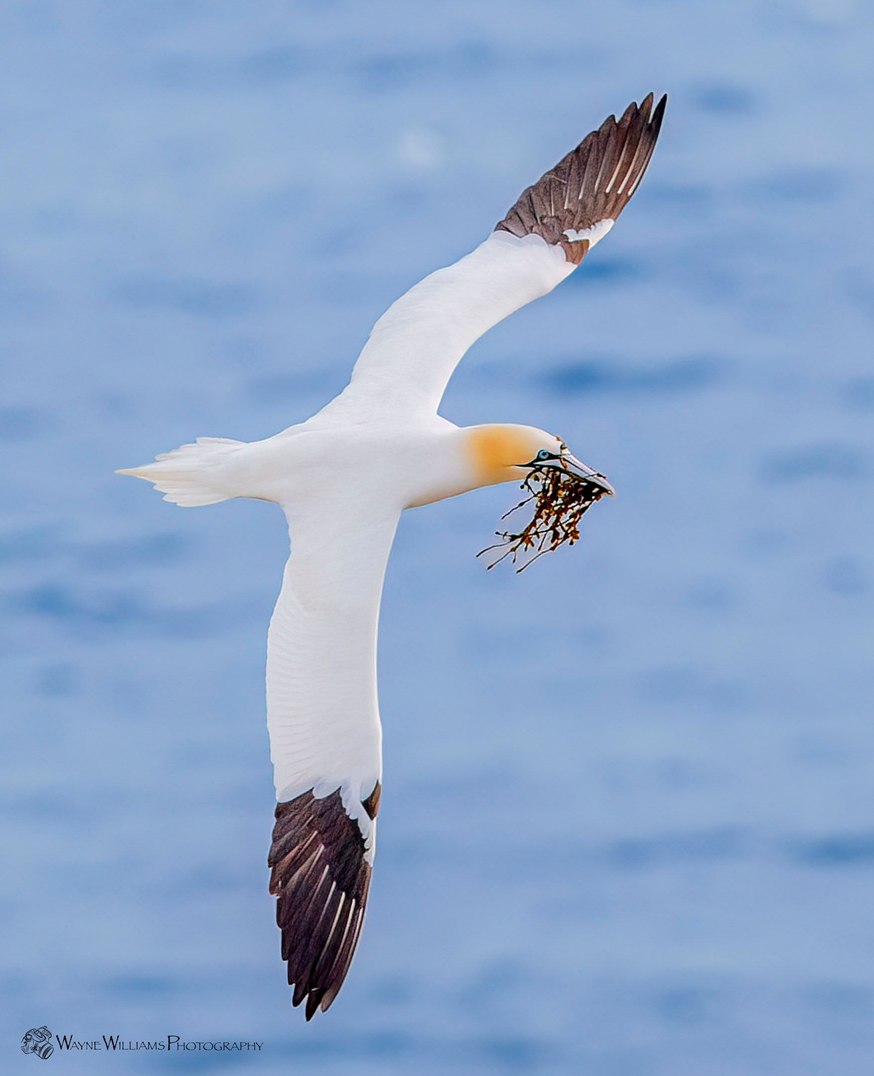 A bird with a fish in its beak is flying over the ocean