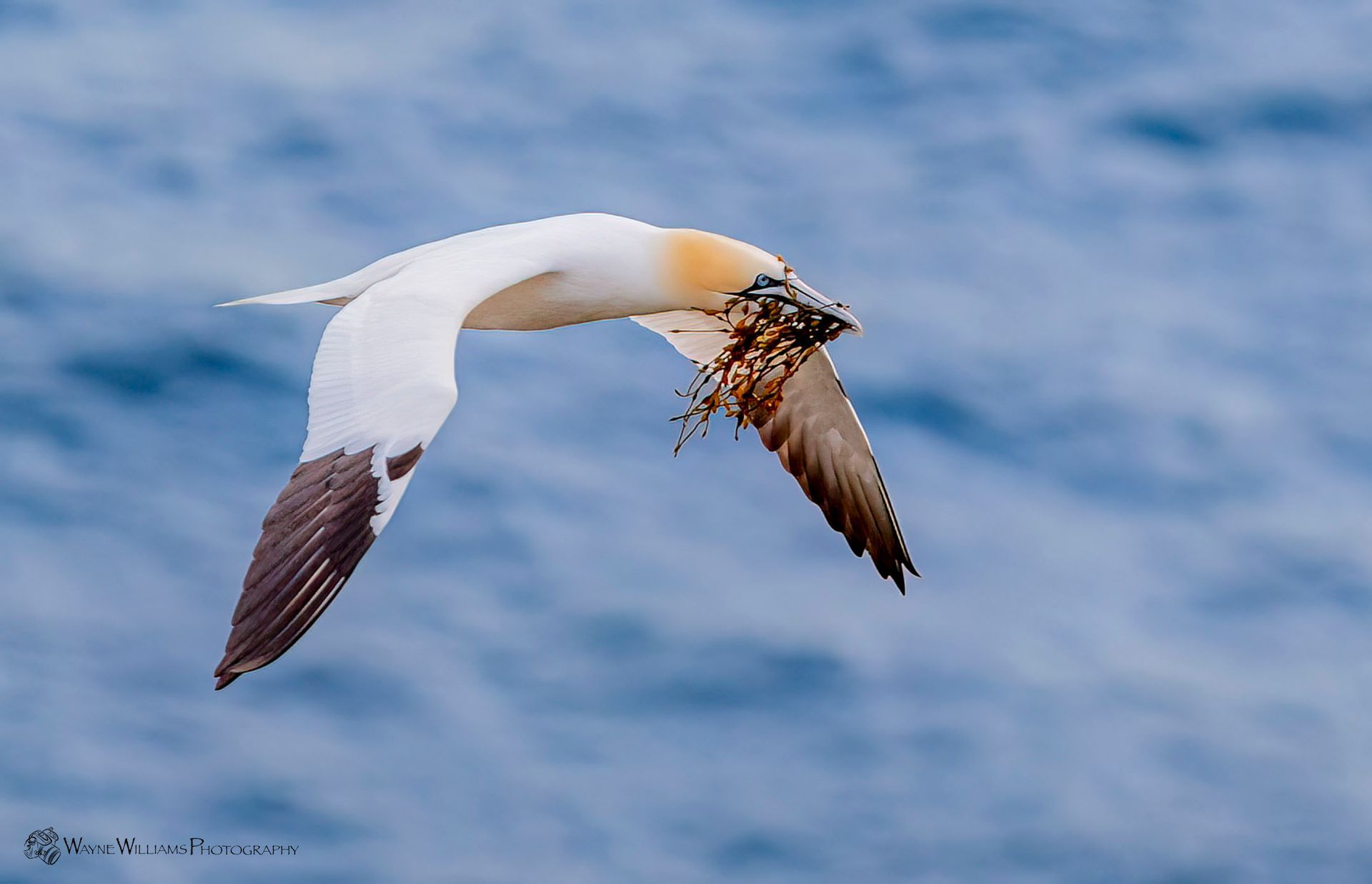 A bird is flying over the ocean with a fish in its beak.