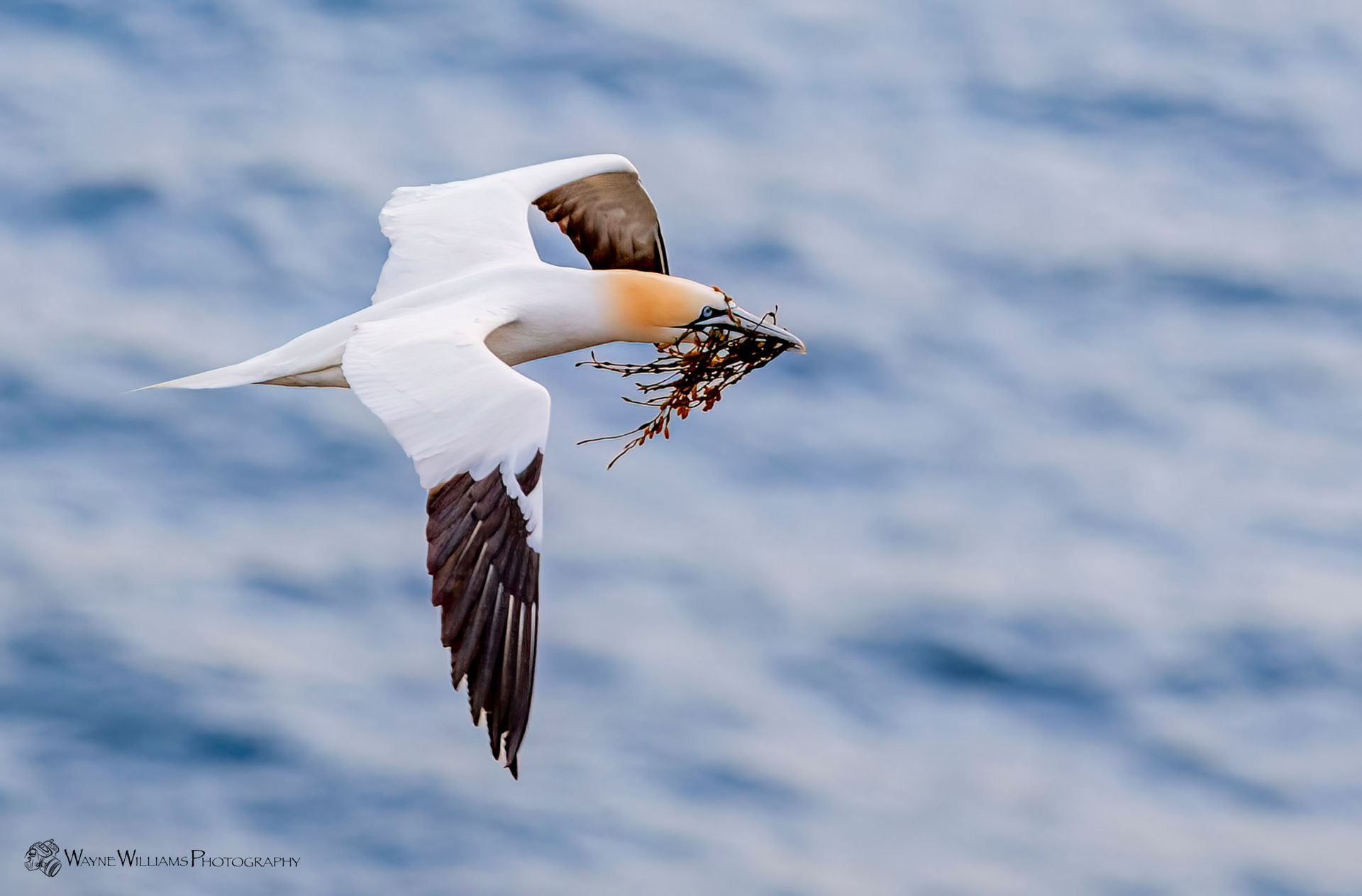 A bird is flying over the ocean with a fish in its beak.