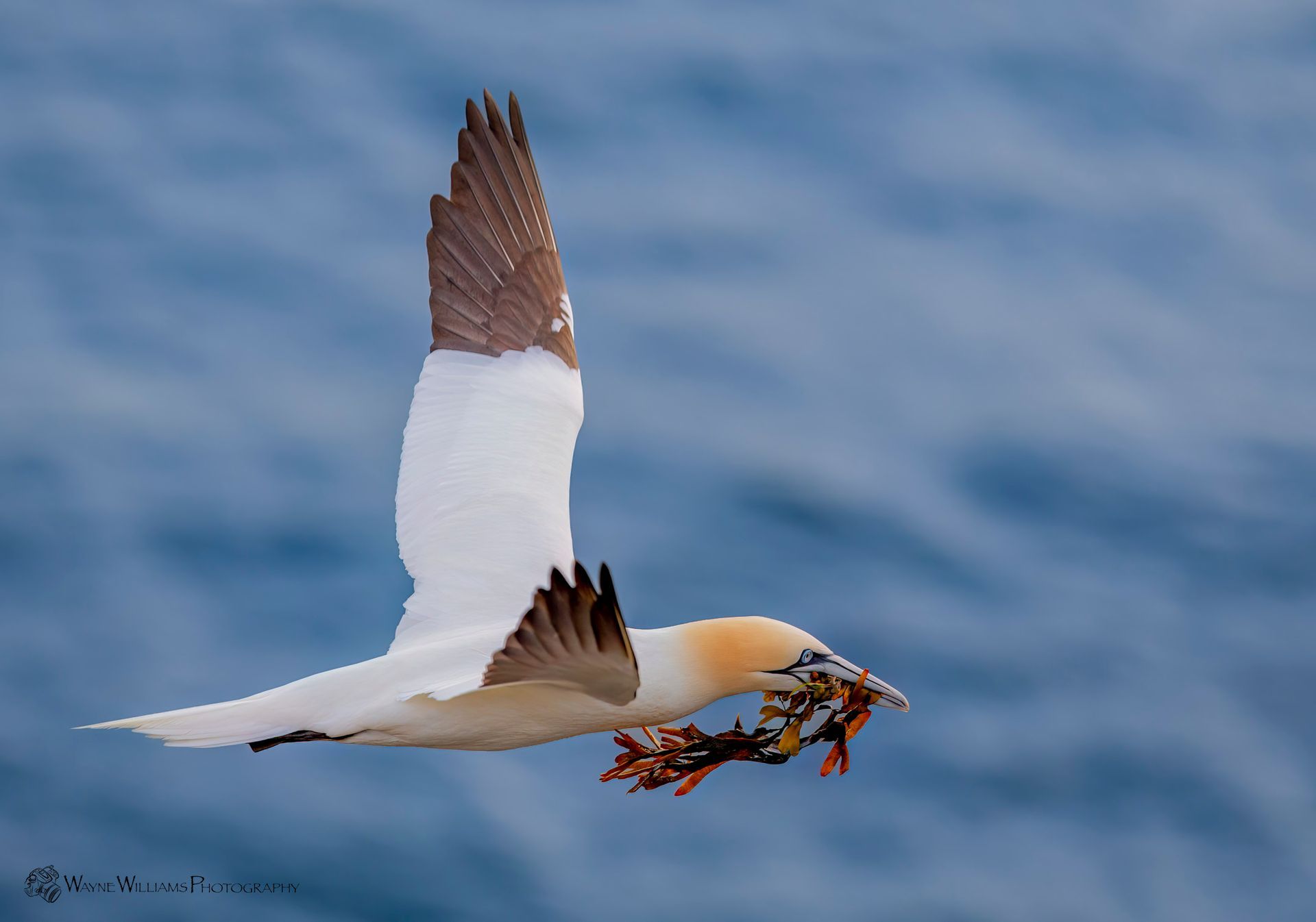 A bird with a crab in its beak is flying over the ocean
