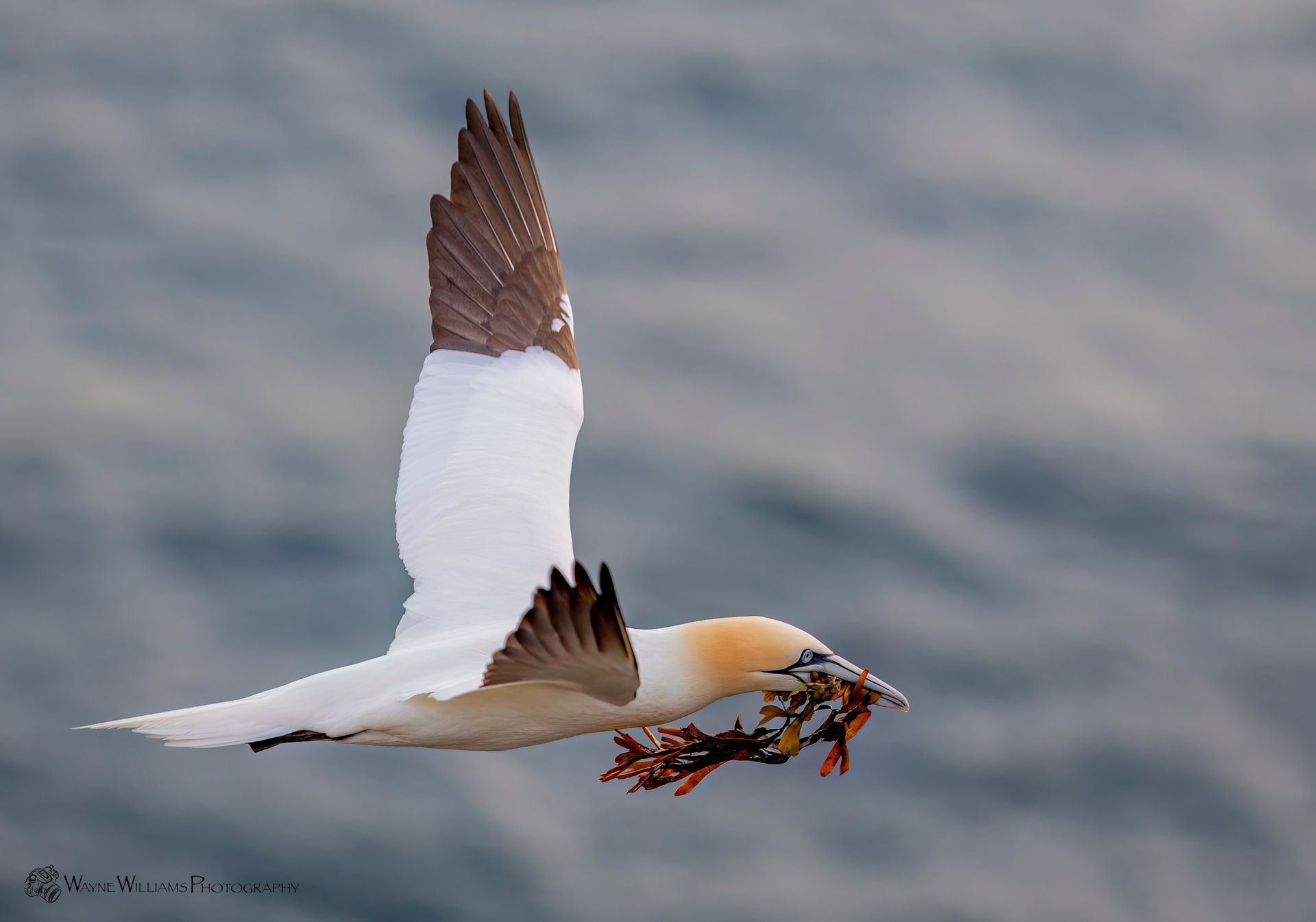A white and brown bird is flying over a body of water