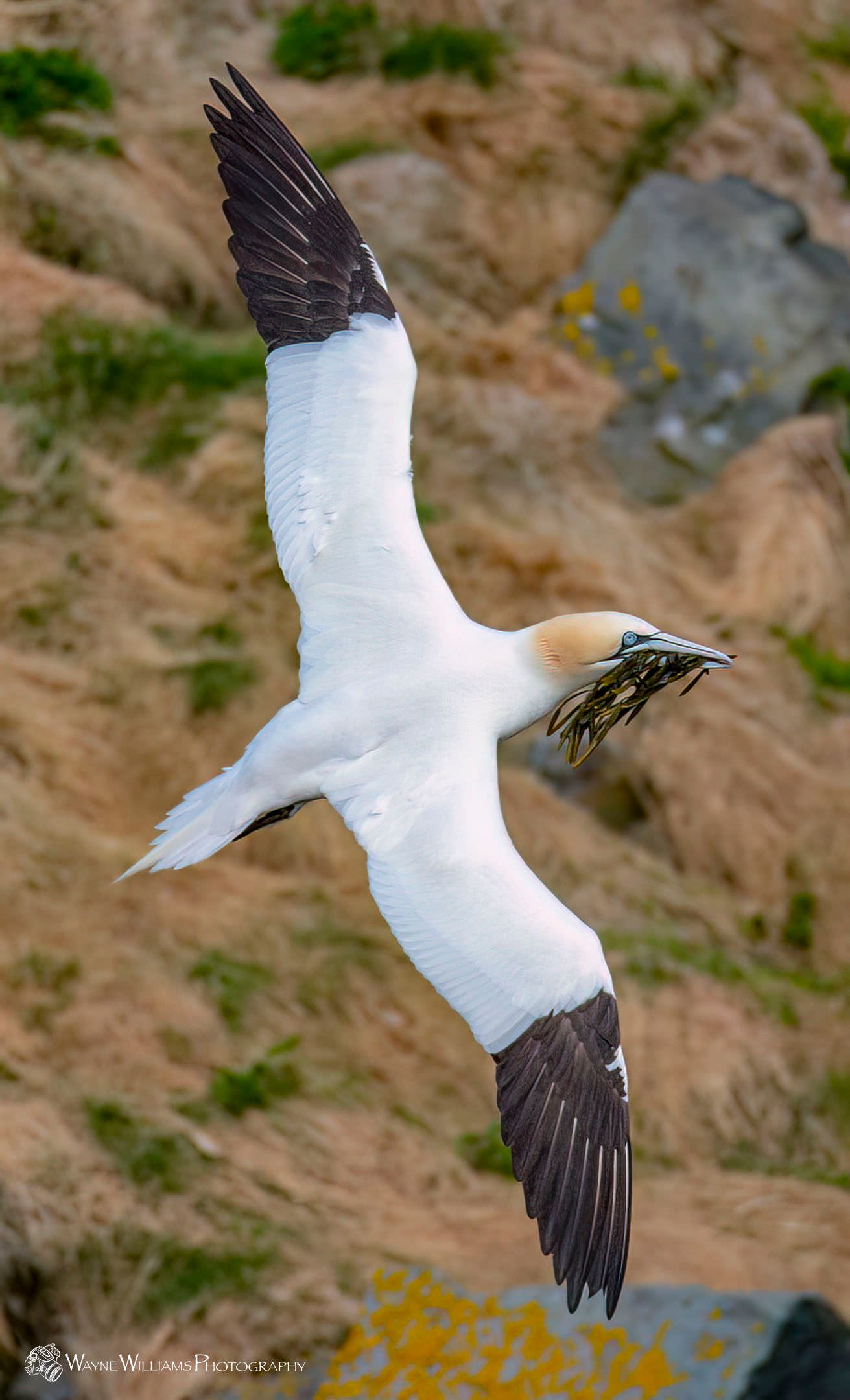 A white and brown bird is flying over a field.