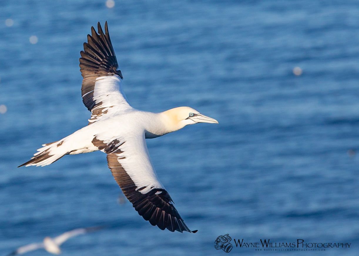 A white and brown bird is flying over the ocean