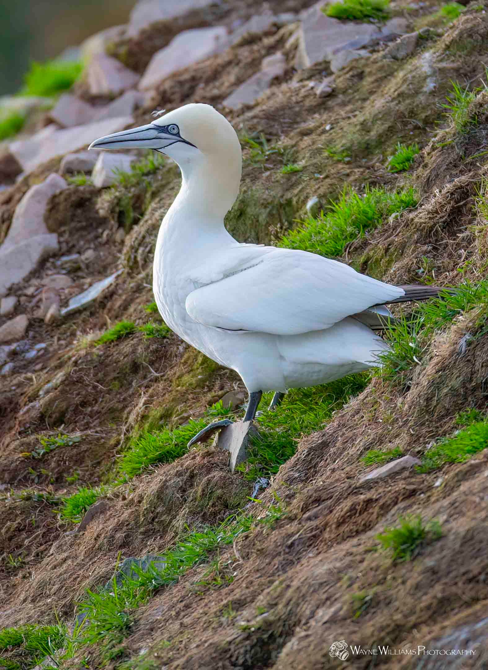 A white bird is standing on top of a rocky hill.