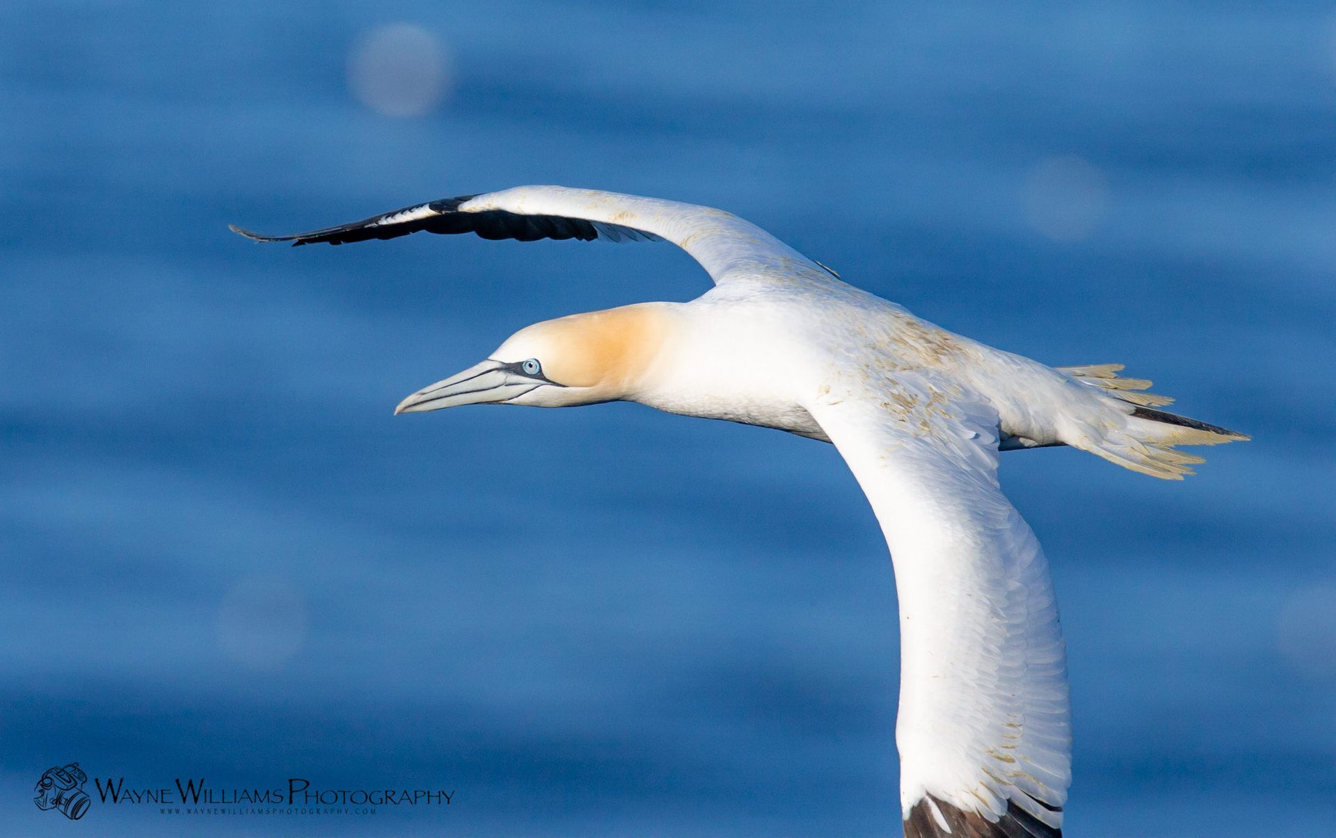 A white and brown bird is flying over the ocean