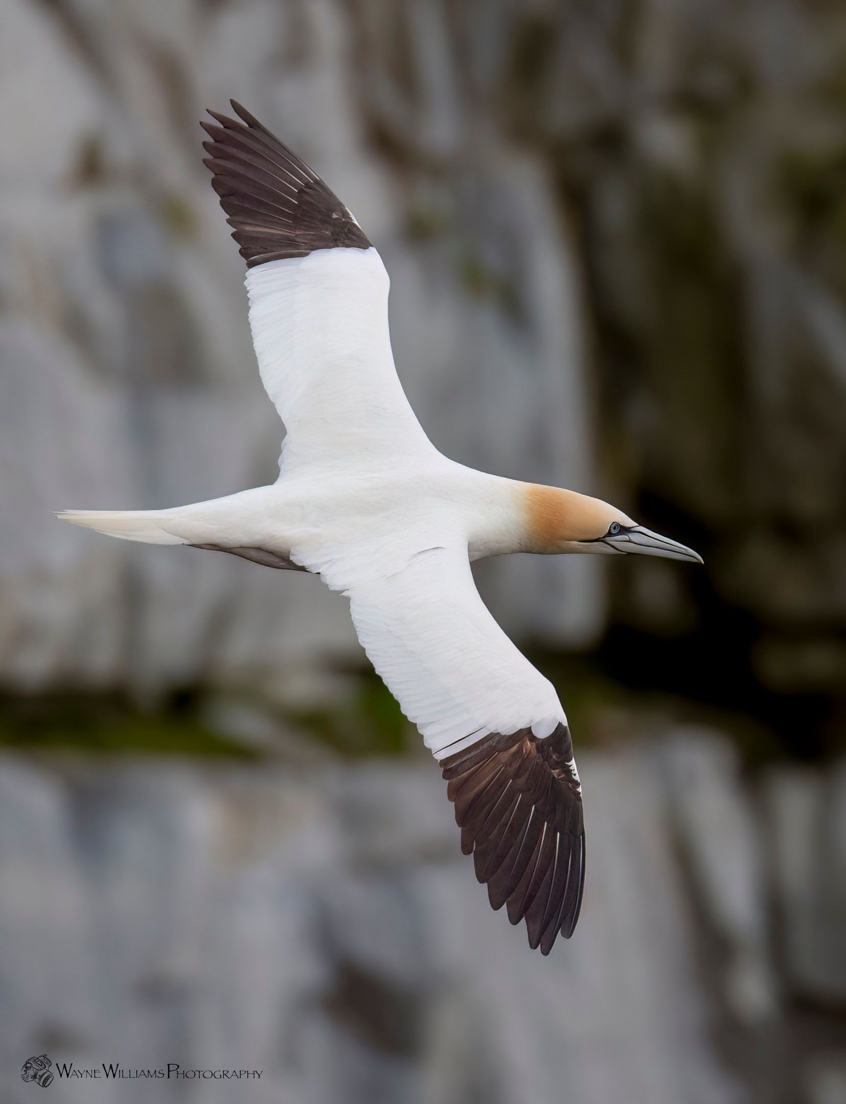 A white and brown bird is flying in the air
