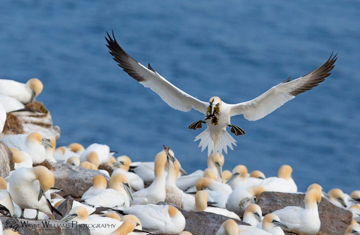 A bird is flying over a flock of birds sitting on rocks near the water.