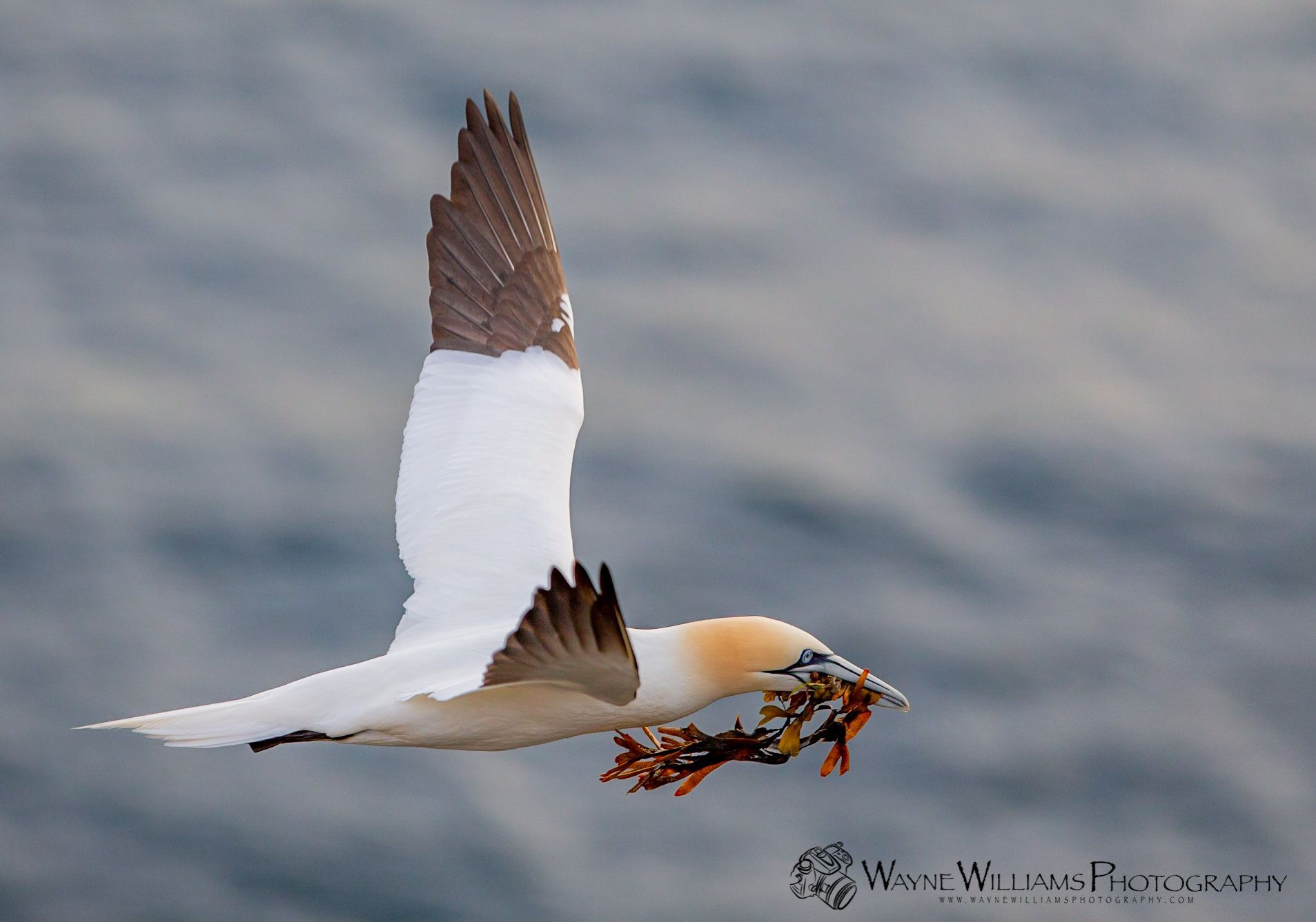 A bird with a fish in its beak is flying over the water