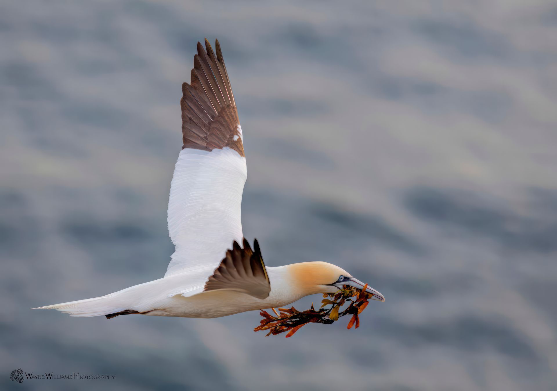 A bird is flying over the water with a fish in its beak.