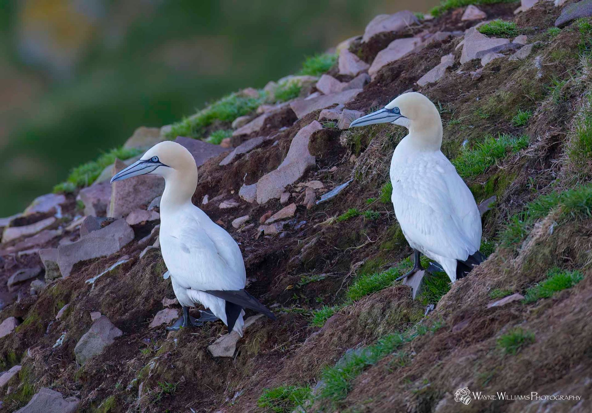 Two white birds are standing next to each other on a rocky hillside.