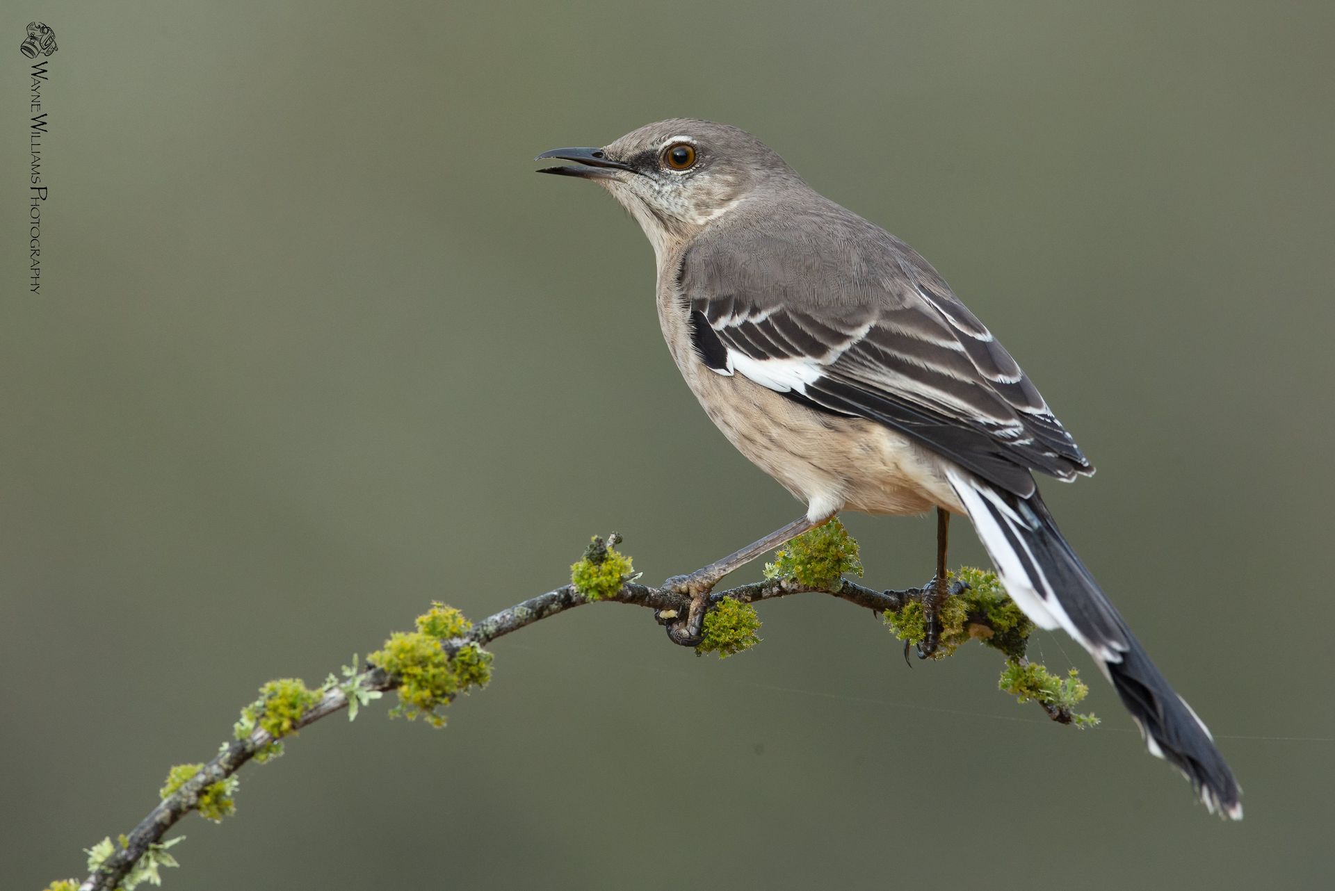 A small bird perched on a branch with moss.