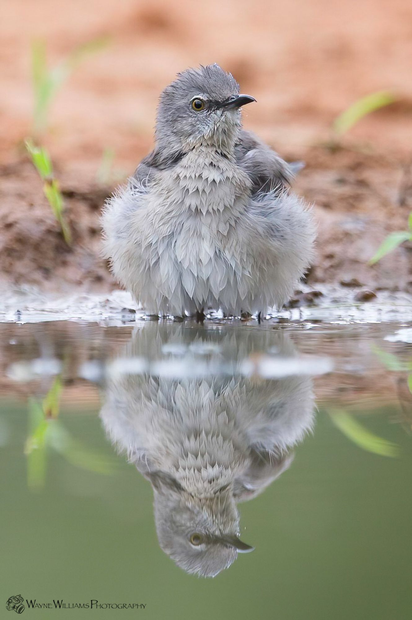 A small bird is standing in the water and looking at its reflection.