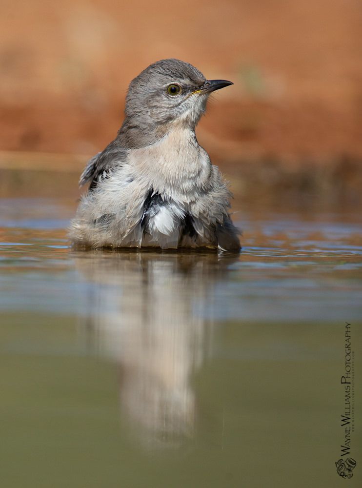 A small bird is sitting in the water and looking at the camera.