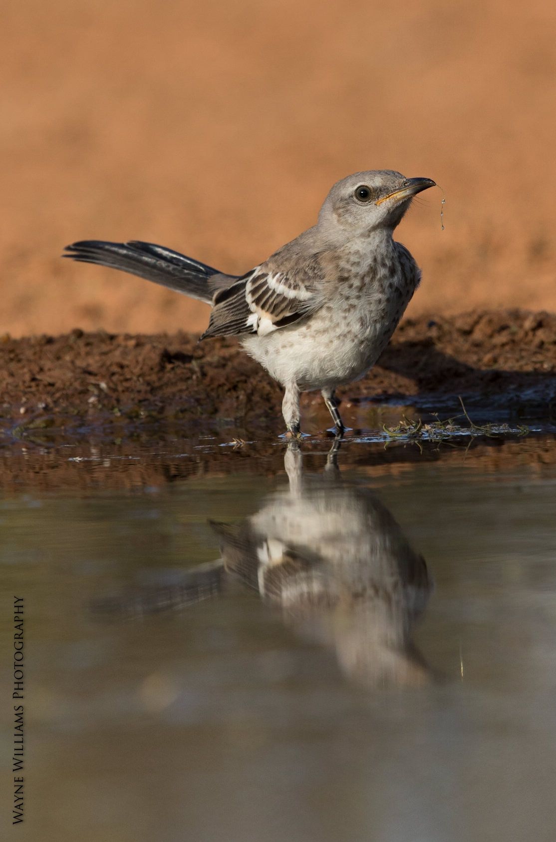 A bird is standing in a puddle of water with its reflection in the water.