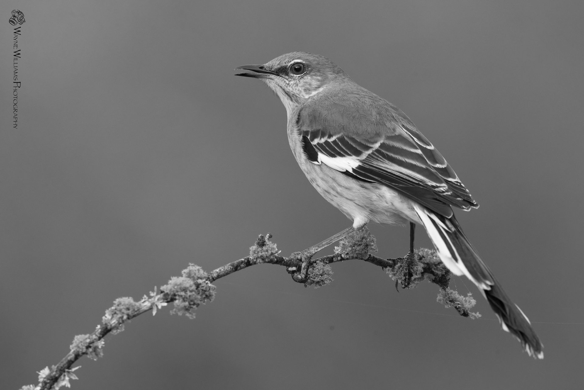 A black and white photo of a small bird perched on a branch.