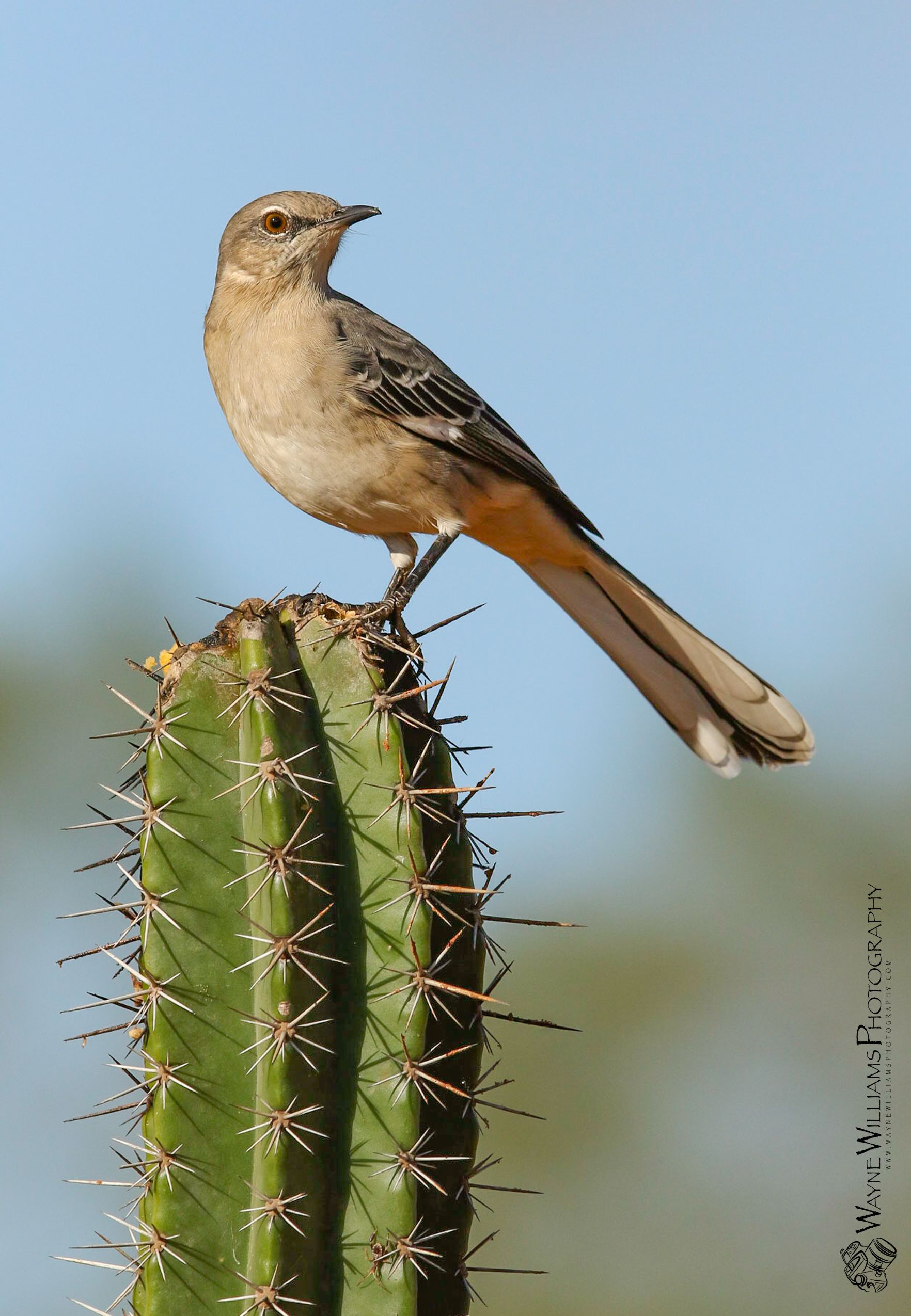 A small bird perched on top of a cactus