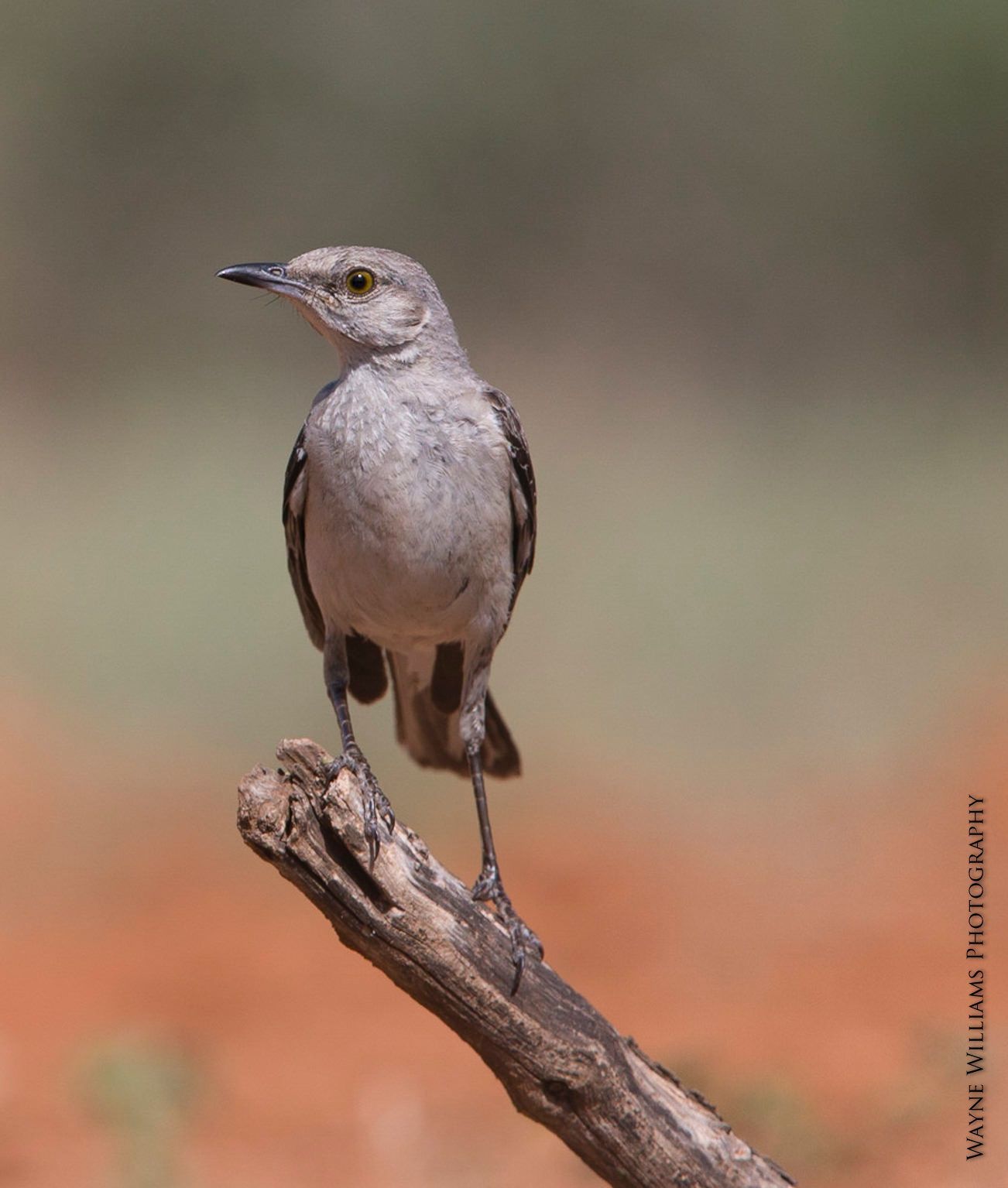 A small bird perched on a tree branch with a blurred background