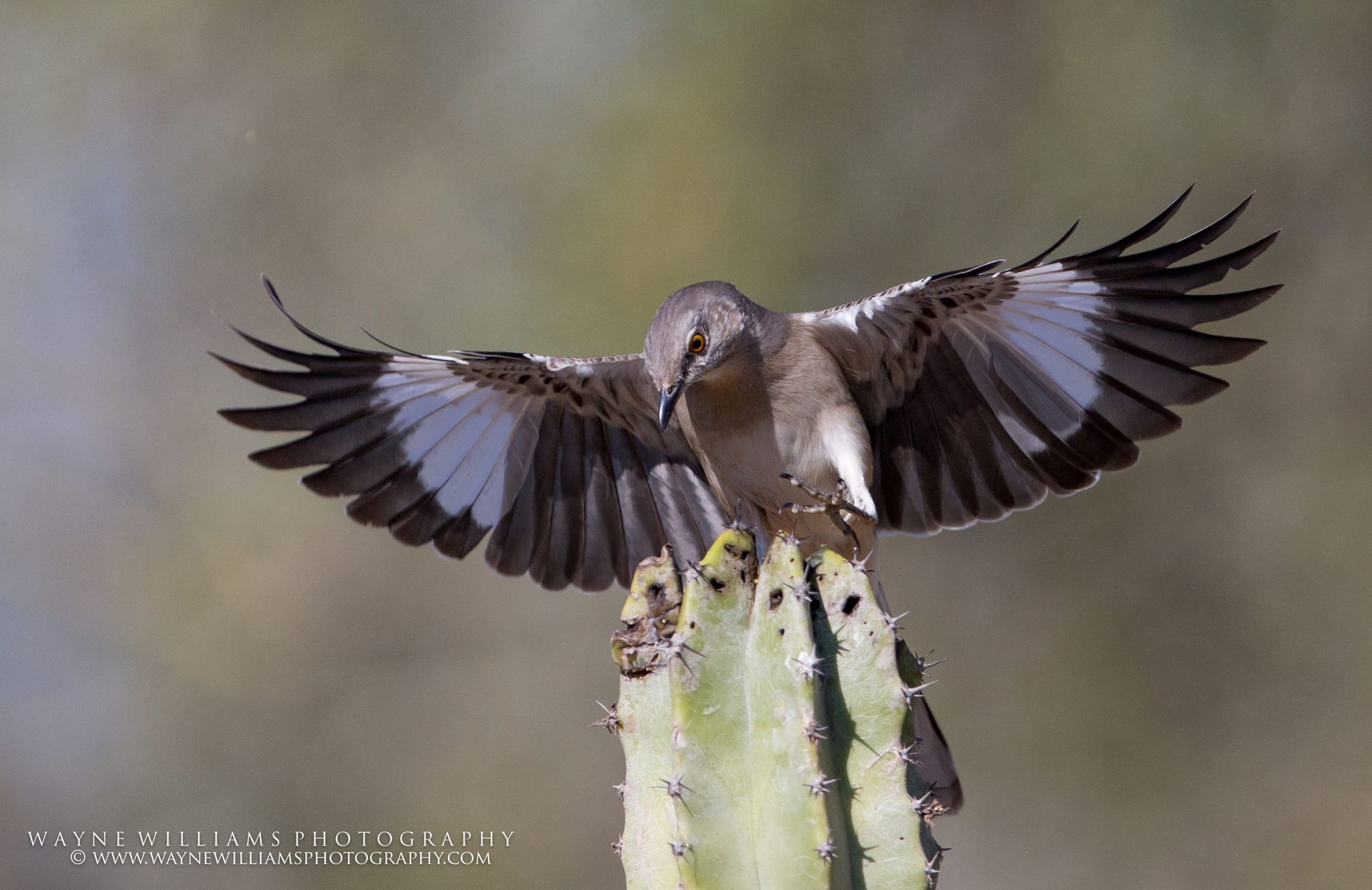 A bird is perched on top of a cactus with its wings spread.