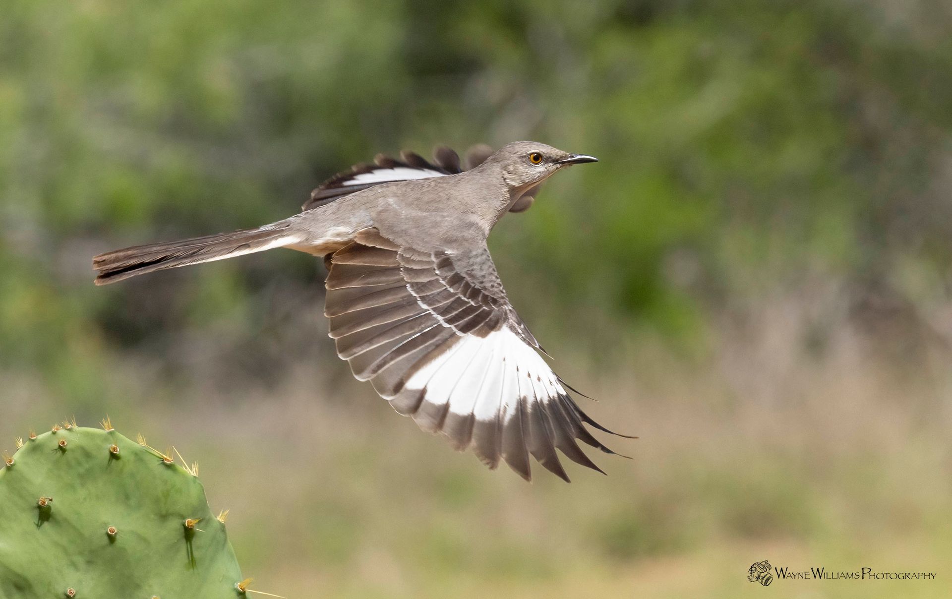 A bird is flying over a cactus in the wild.