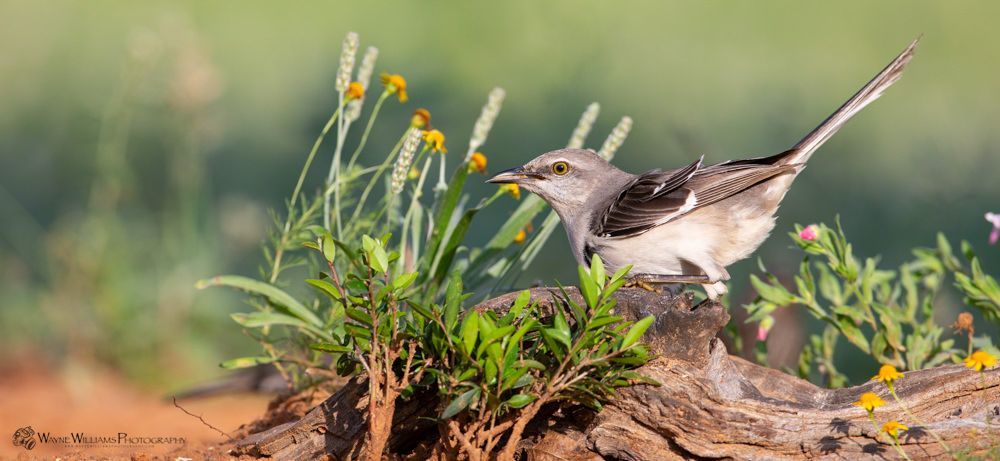 A small bird perched on top of a tree stump.