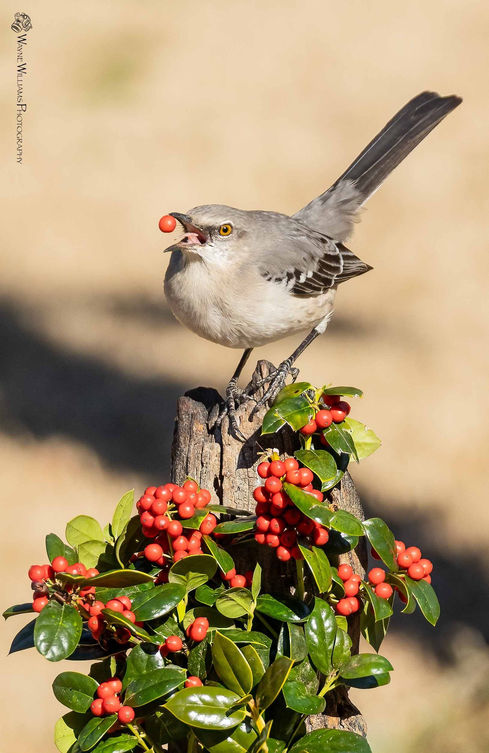A bird perched on a tree stump with berries in its beak