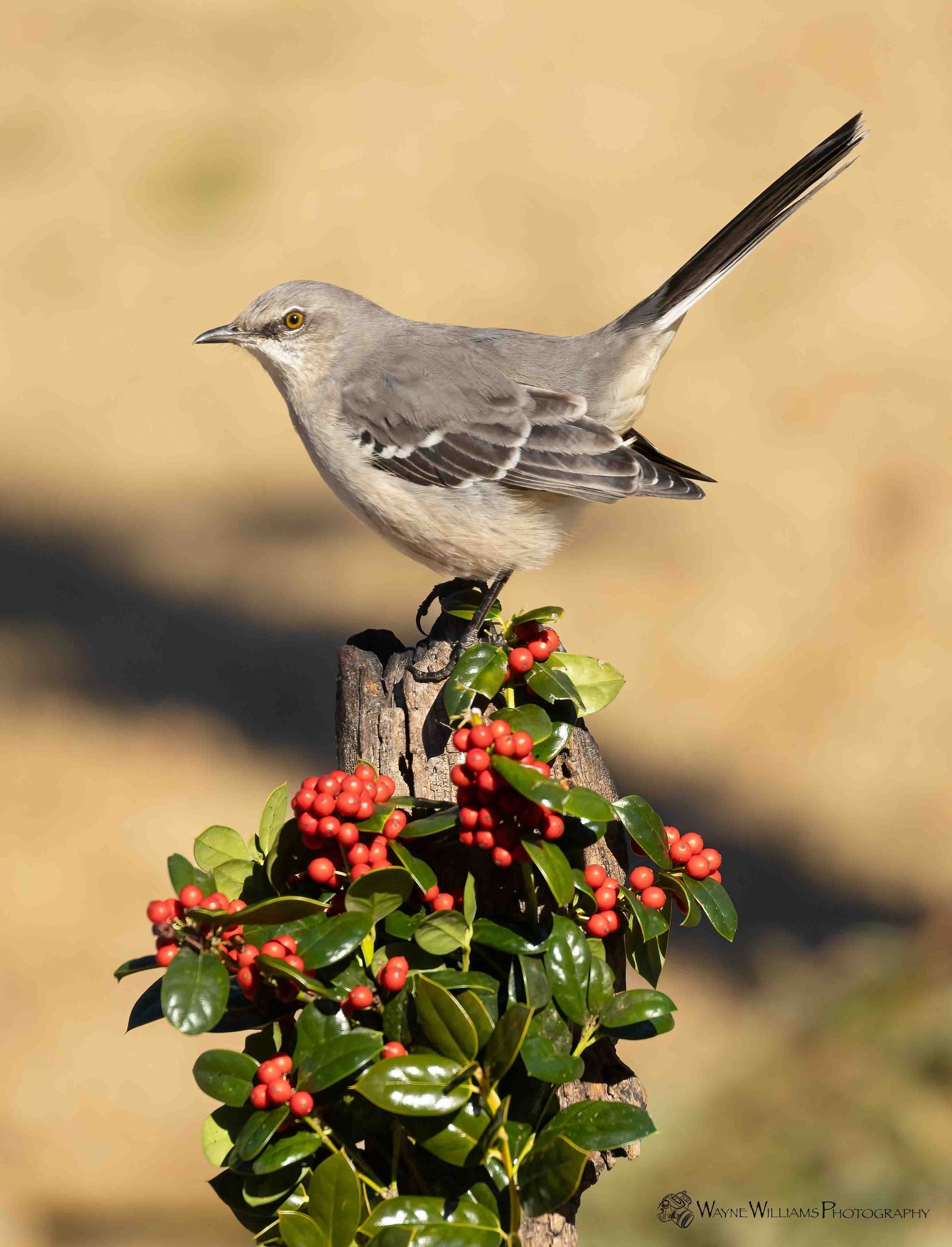 A small bird perched on top of a bush with red berries