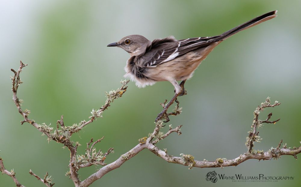 A small bird perched on a tree branch.