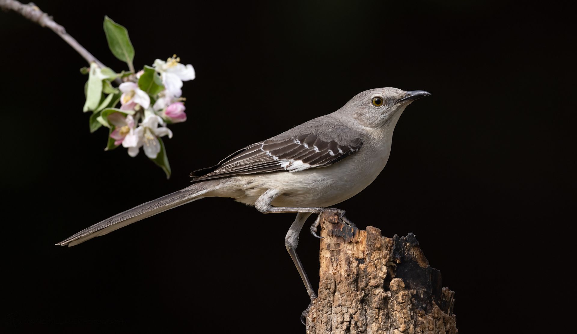 A small bird perched on a tree stump next to a flower.