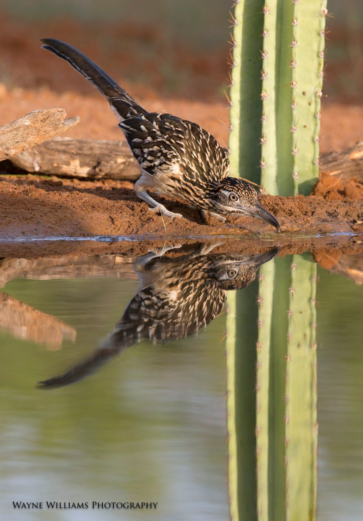A bird is drinking water from a pond next to a cactus.