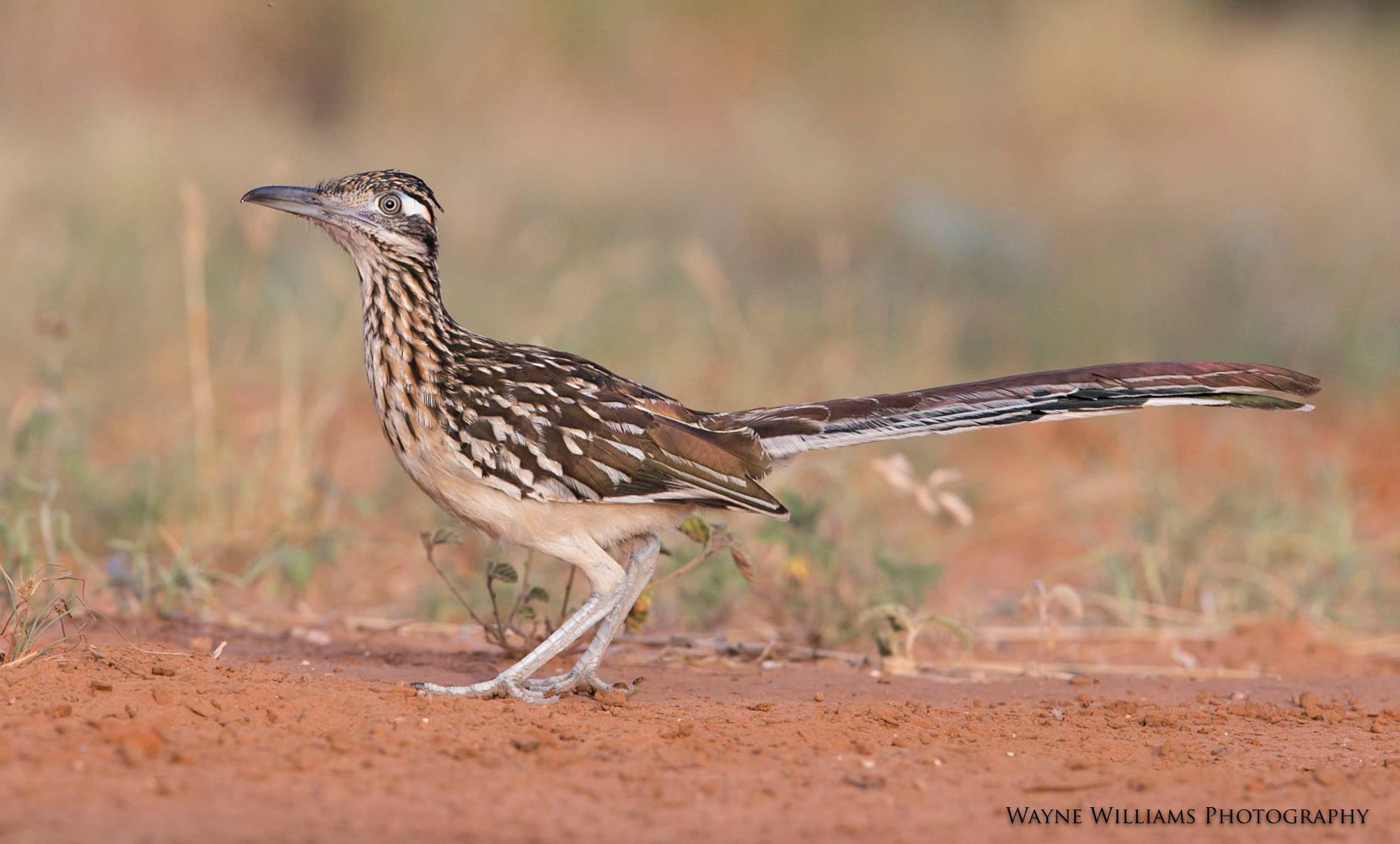 A bird with a long tail is walking on a dirt road.