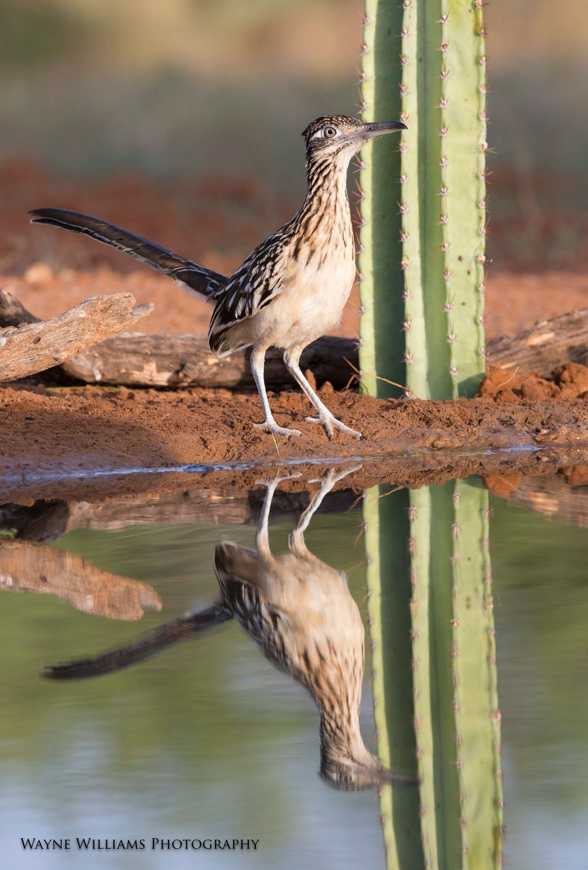 A bird is standing next to a cactus and its reflection is in the water.