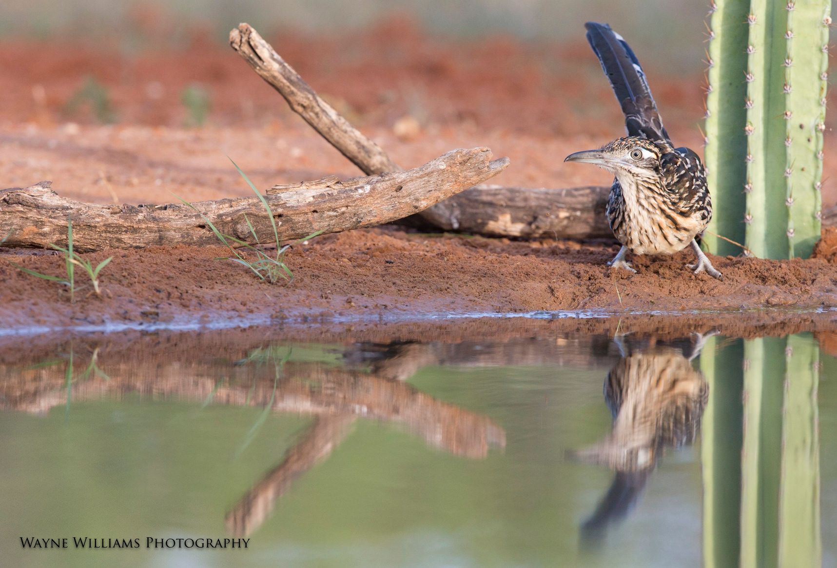 A bird is perched on a branch next to a body of water.